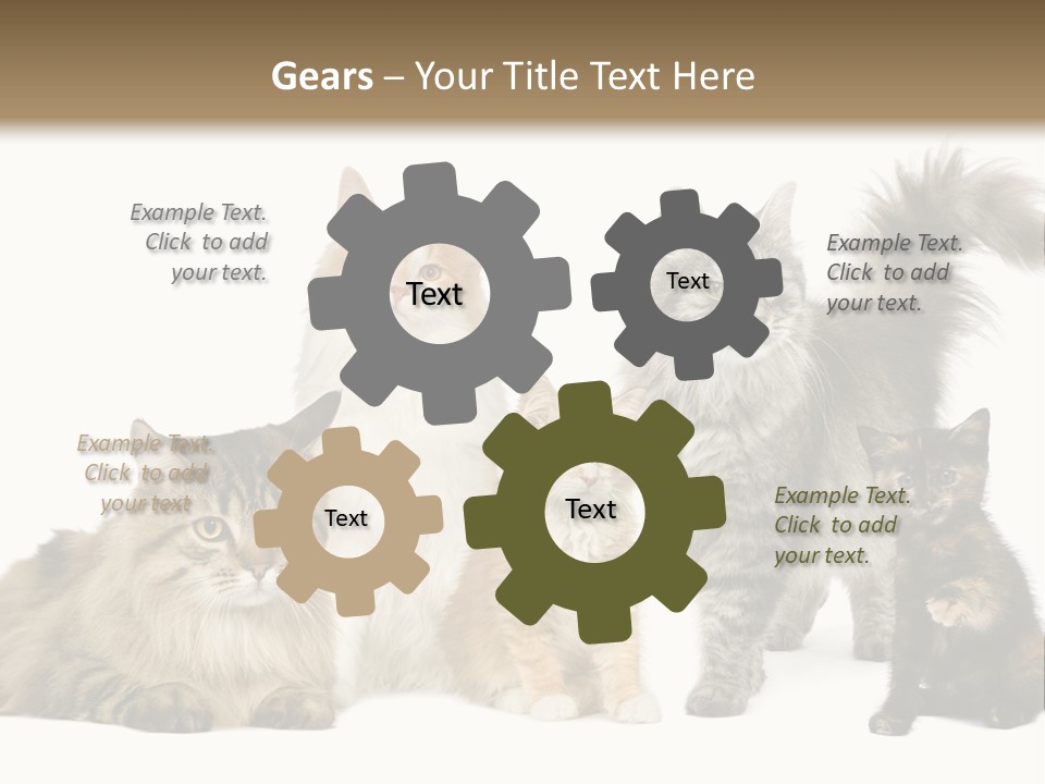 Group Of 5 Cats In A Row : Norwegian, Siberian And Persian Cat In A Row In Front Of A White Background PowerPoint Template