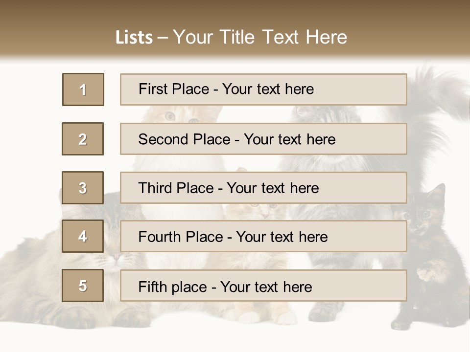 Group Of 5 Cats In A Row : Norwegian, Siberian And Persian Cat In A Row In Front Of A White Background PowerPoint Template