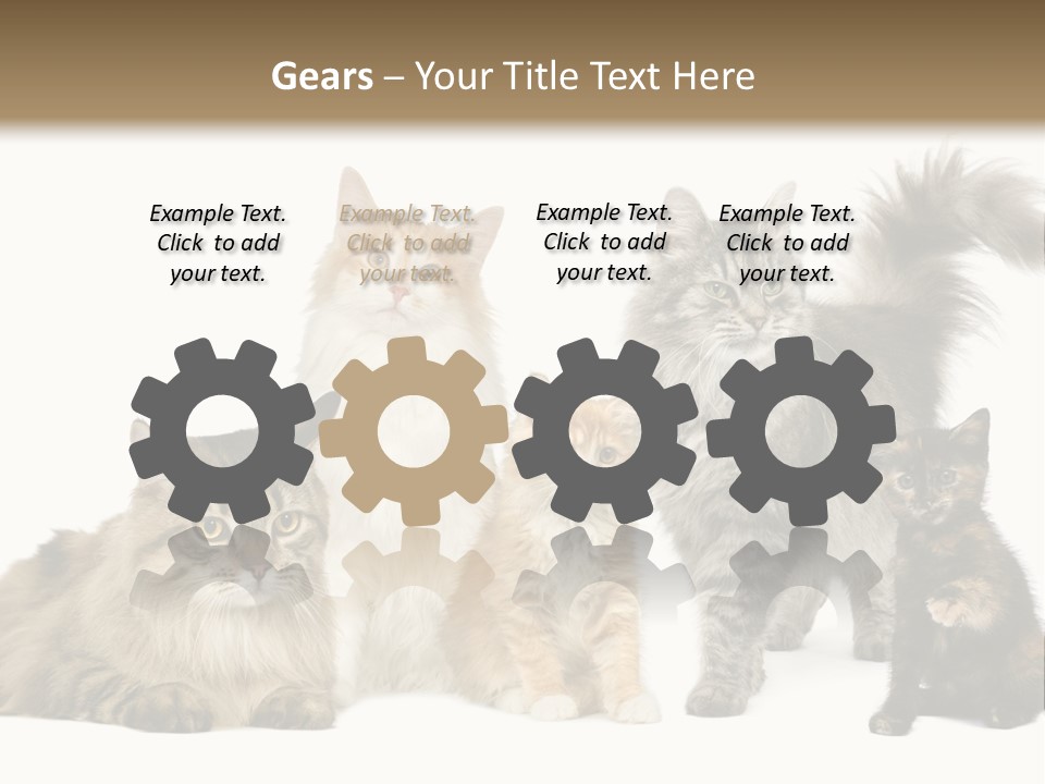 Group Of 5 Cats In A Row : Norwegian, Siberian And Persian Cat In A Row In Front Of A White Background PowerPoint Template