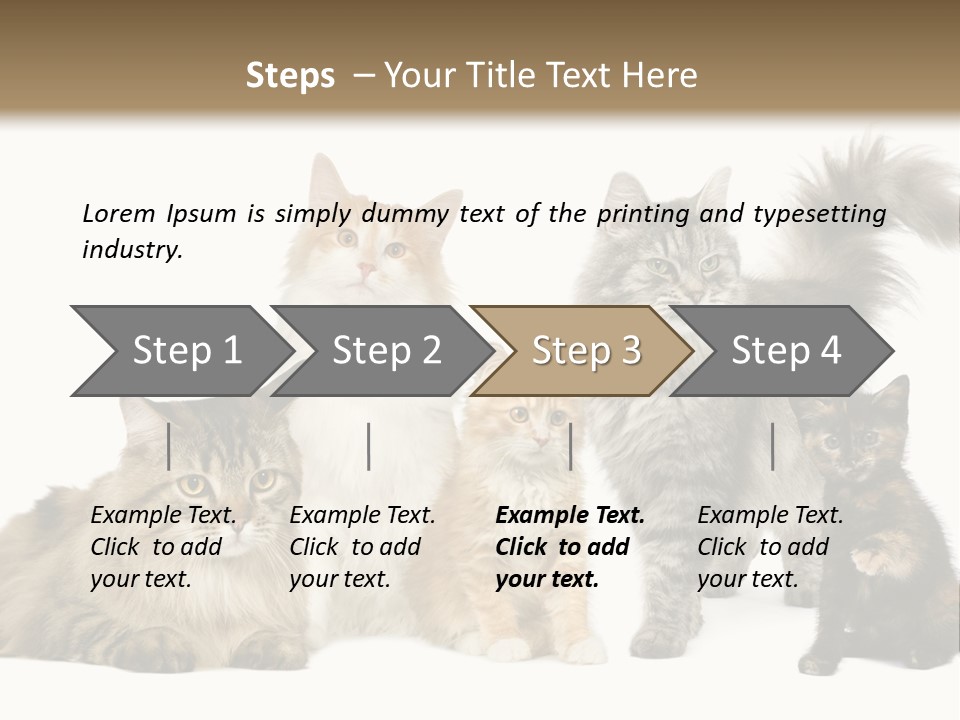 Group Of 5 Cats In A Row : Norwegian, Siberian And Persian Cat In A Row In Front Of A White Background PowerPoint Template