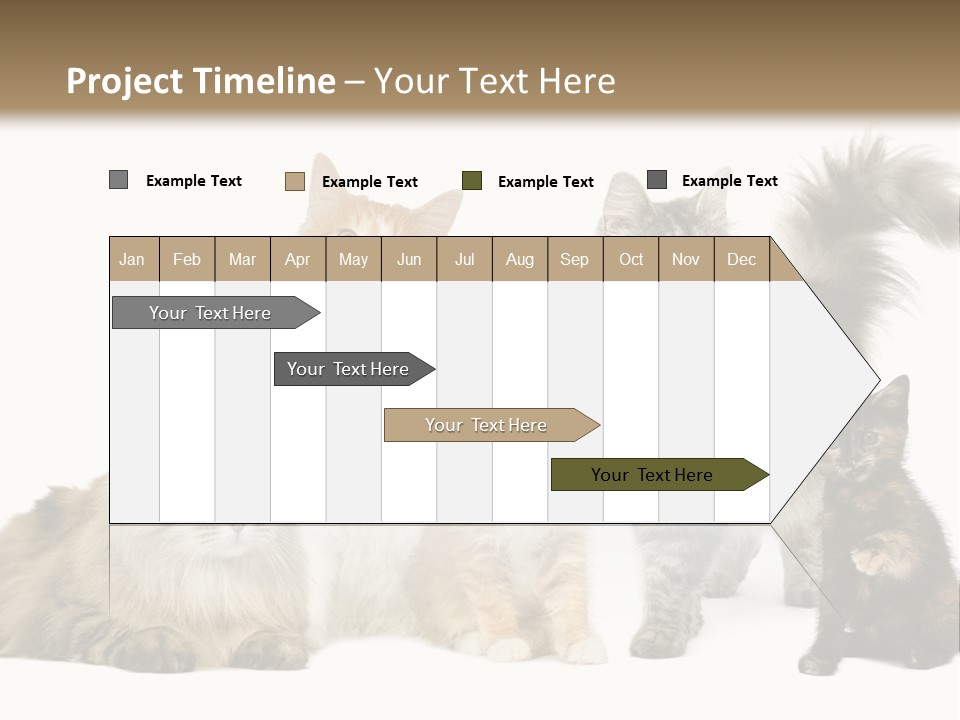 Group Of 5 Cats In A Row : Norwegian, Siberian And Persian Cat In A Row In Front Of A White Background PowerPoint Template