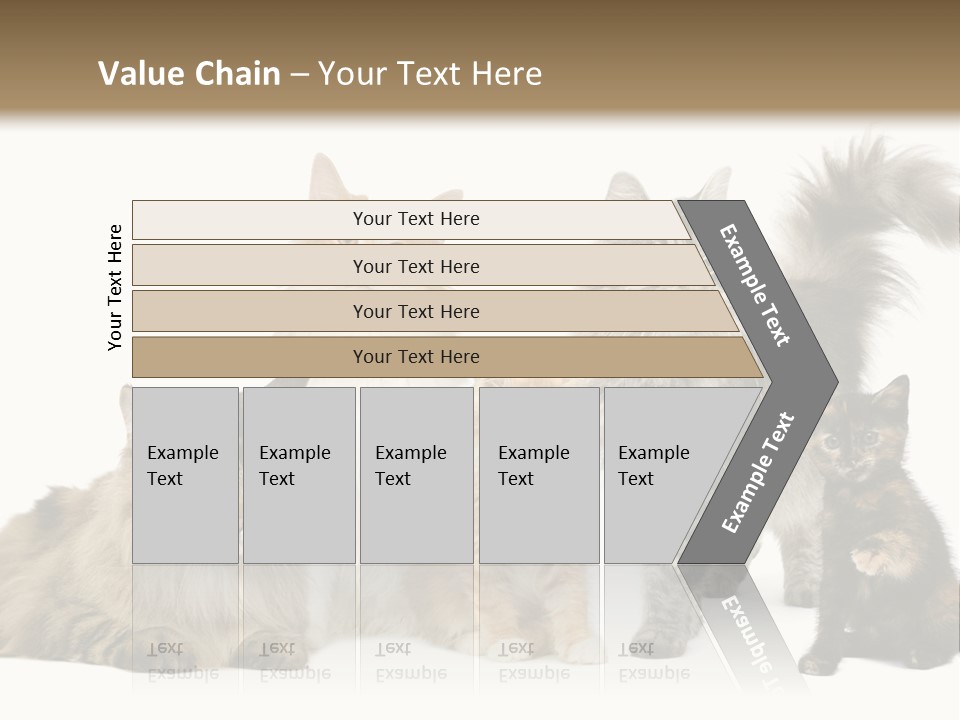 Group Of 5 Cats In A Row : Norwegian, Siberian And Persian Cat In A Row In Front Of A White Background PowerPoint Template
