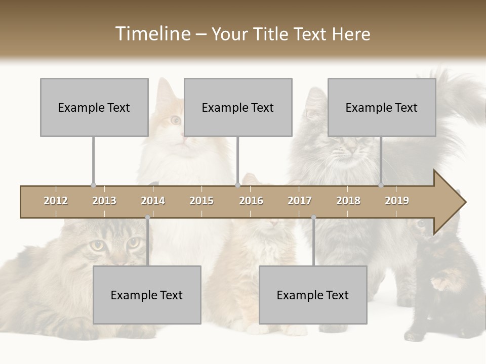 Group Of 5 Cats In A Row : Norwegian, Siberian And Persian Cat In A Row In Front Of A White Background PowerPoint Template