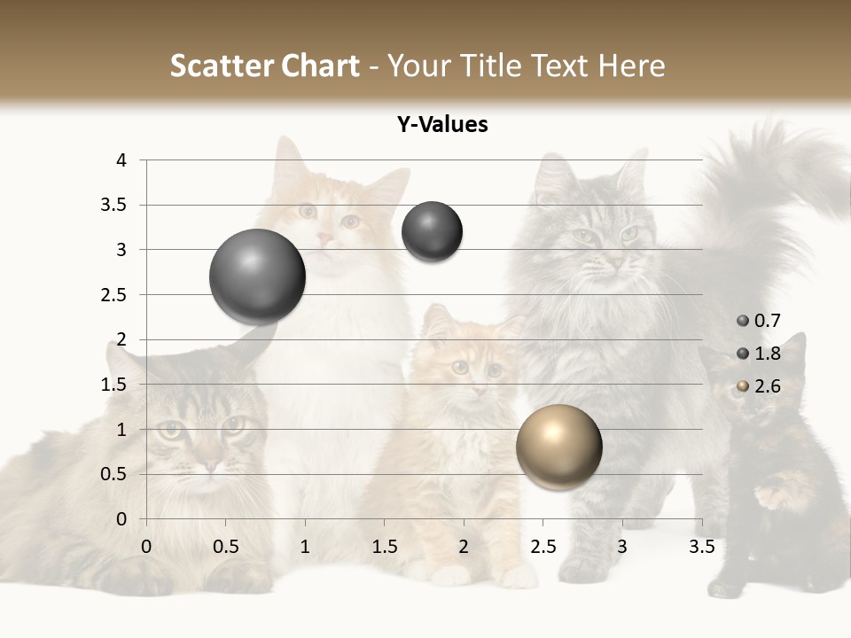 Group Of 5 Cats In A Row : Norwegian, Siberian And Persian Cat In A Row In Front Of A White Background PowerPoint Template