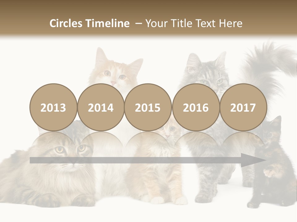 Group Of 5 Cats In A Row : Norwegian, Siberian And Persian Cat In A Row In Front Of A White Background PowerPoint Template