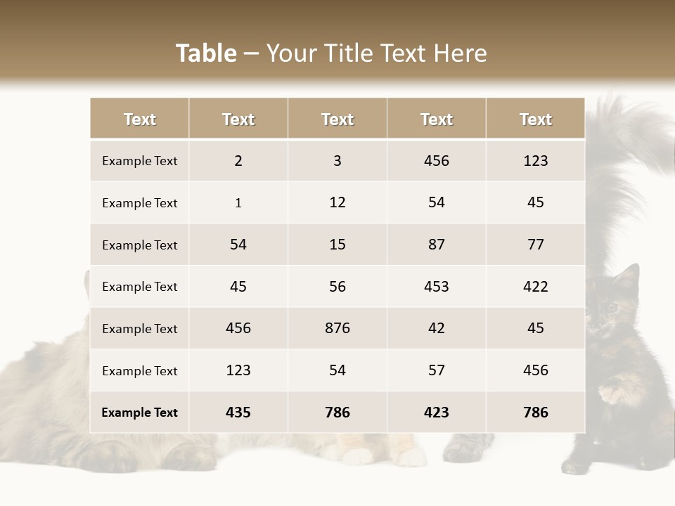 Group Of 5 Cats In A Row : Norwegian, Siberian And Persian Cat In A Row In Front Of A White Background PowerPoint Template