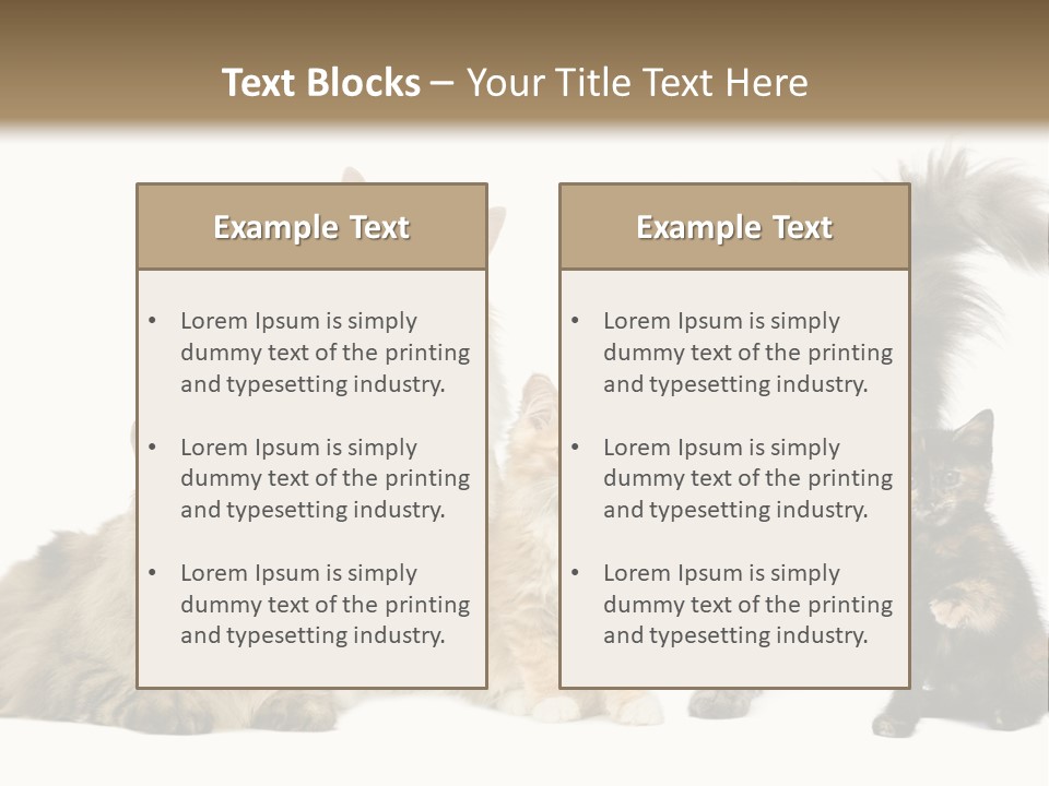 Group Of 5 Cats In A Row : Norwegian, Siberian And Persian Cat In A Row In Front Of A White Background PowerPoint Template
