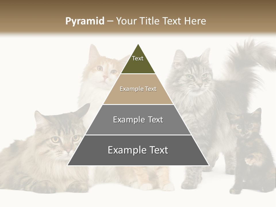 Group Of 5 Cats In A Row : Norwegian, Siberian And Persian Cat In A Row In Front Of A White Background PowerPoint Template