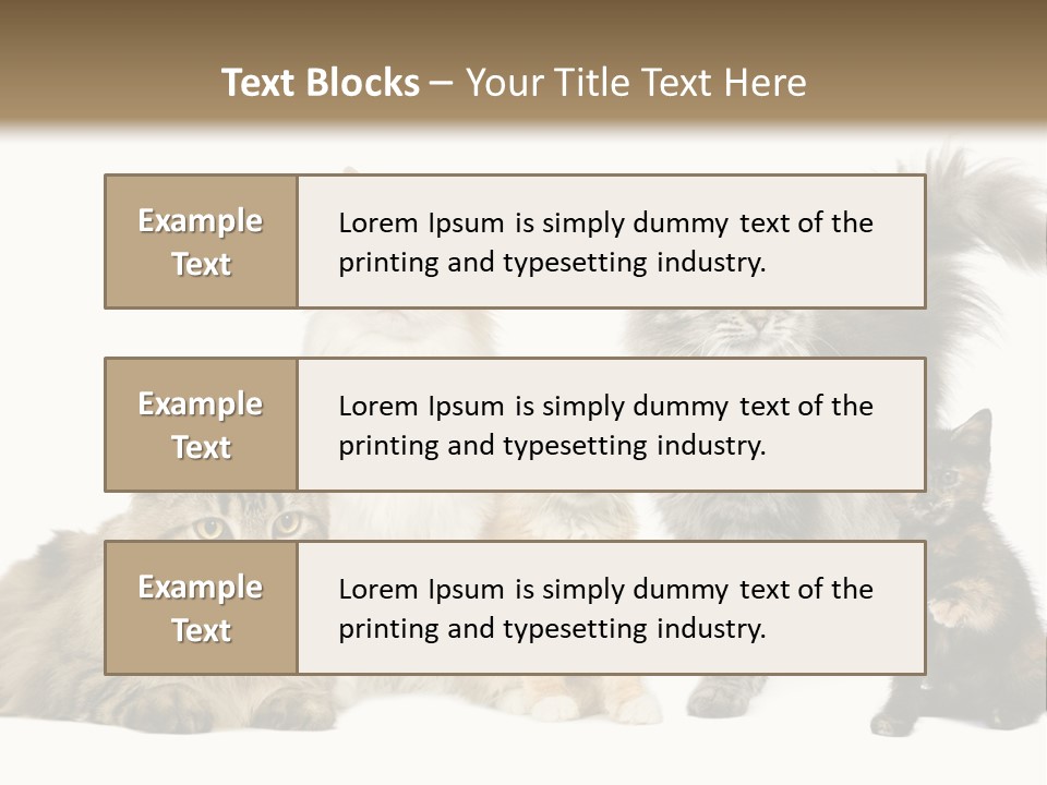 Group Of 5 Cats In A Row : Norwegian, Siberian And Persian Cat In A Row In Front Of A White Background PowerPoint Template