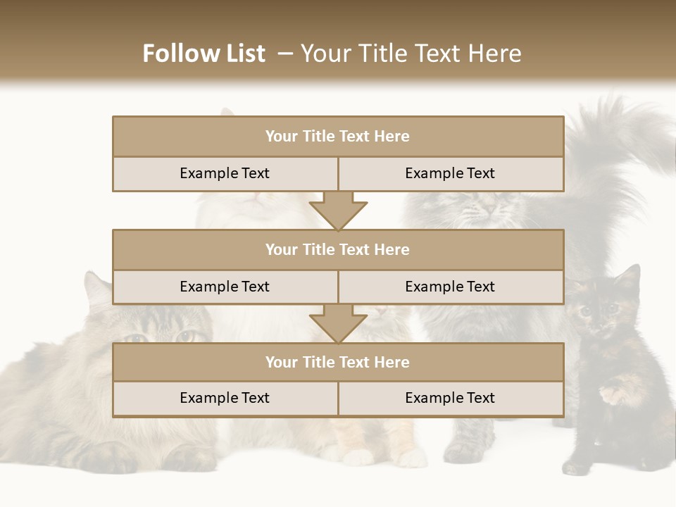 Group Of 5 Cats In A Row : Norwegian, Siberian And Persian Cat In A Row In Front Of A White Background PowerPoint Template