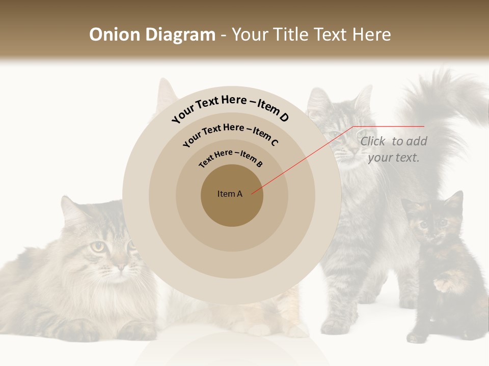 Group Of 5 Cats In A Row : Norwegian, Siberian And Persian Cat In A Row In Front Of A White Background PowerPoint Template