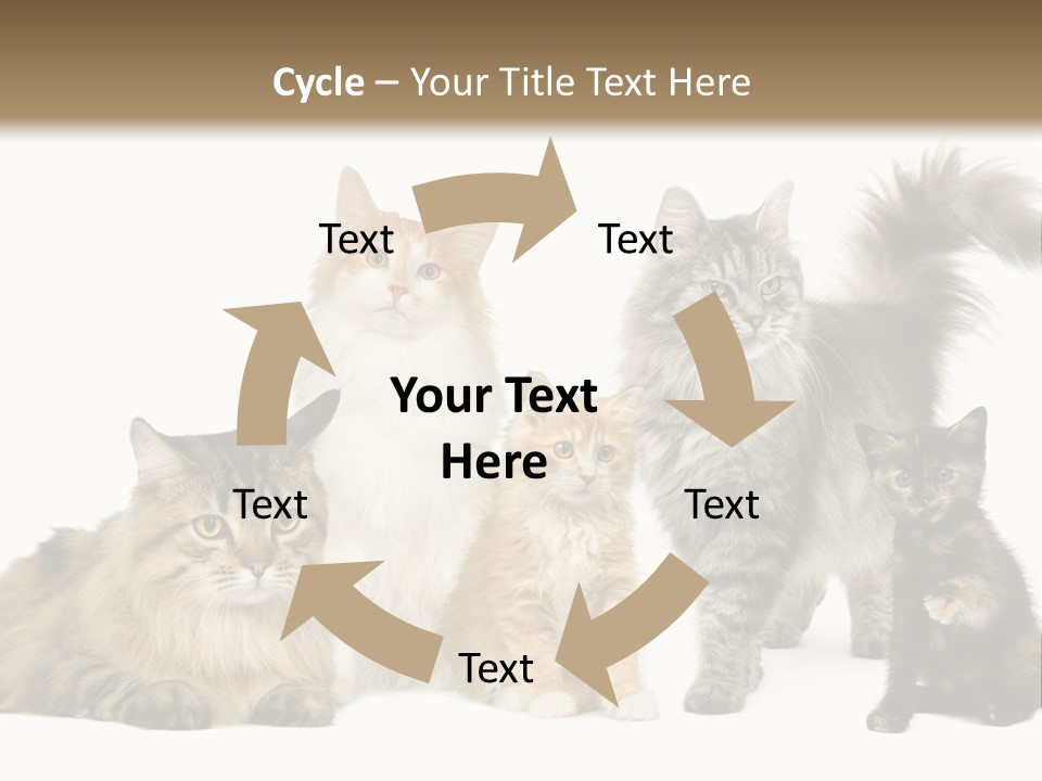 Group Of 5 Cats In A Row : Norwegian, Siberian And Persian Cat In A Row In Front Of A White Background PowerPoint Template