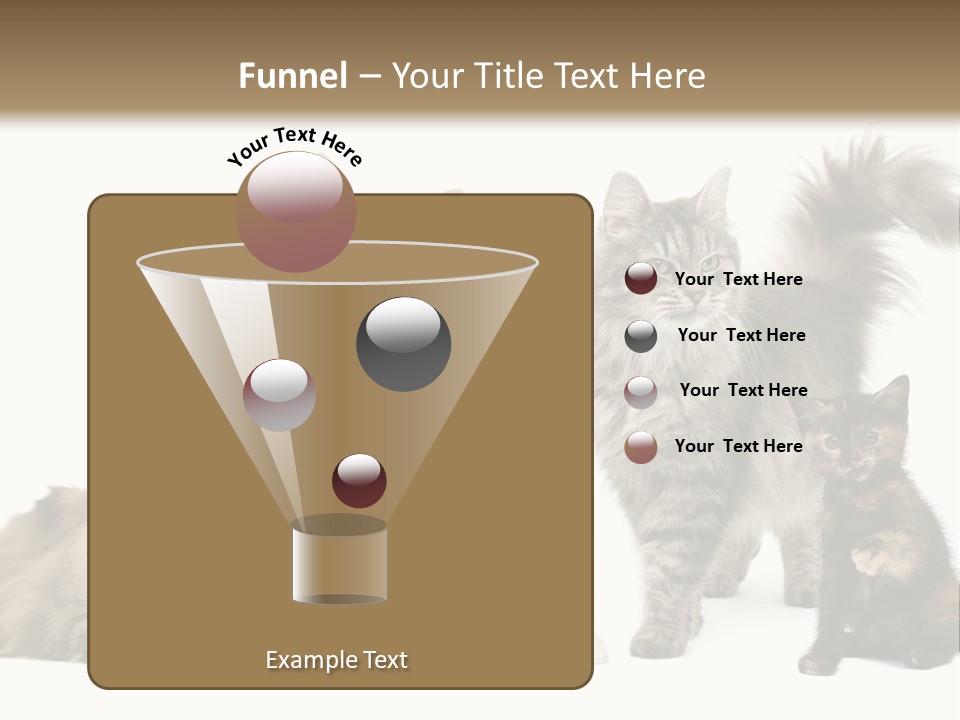 Group Of 5 Cats In A Row : Norwegian, Siberian And Persian Cat In A Row In Front Of A White Background PowerPoint Template