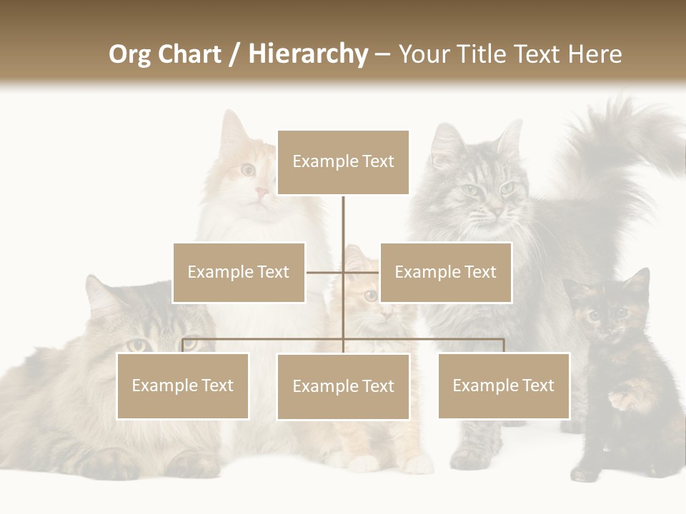 Group Of 5 Cats In A Row : Norwegian, Siberian And Persian Cat In A Row In Front Of A White Background PowerPoint Template