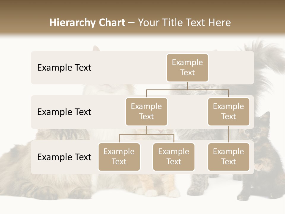 Group Of 5 Cats In A Row : Norwegian, Siberian And Persian Cat In A Row In Front Of A White Background PowerPoint Template