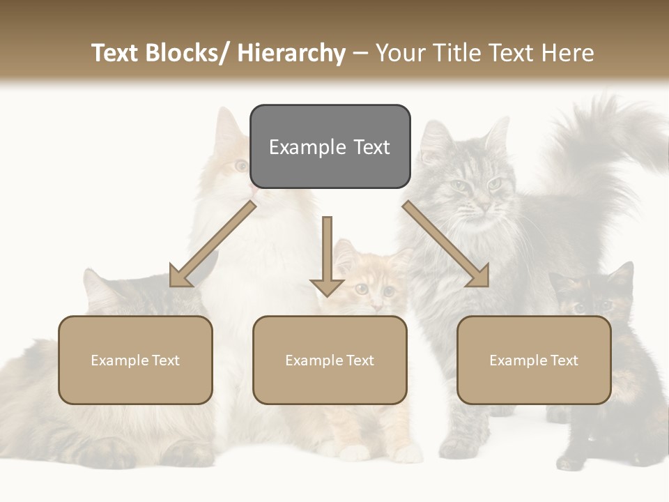 Group Of 5 Cats In A Row : Norwegian, Siberian And Persian Cat In A Row In Front Of A White Background PowerPoint Template
