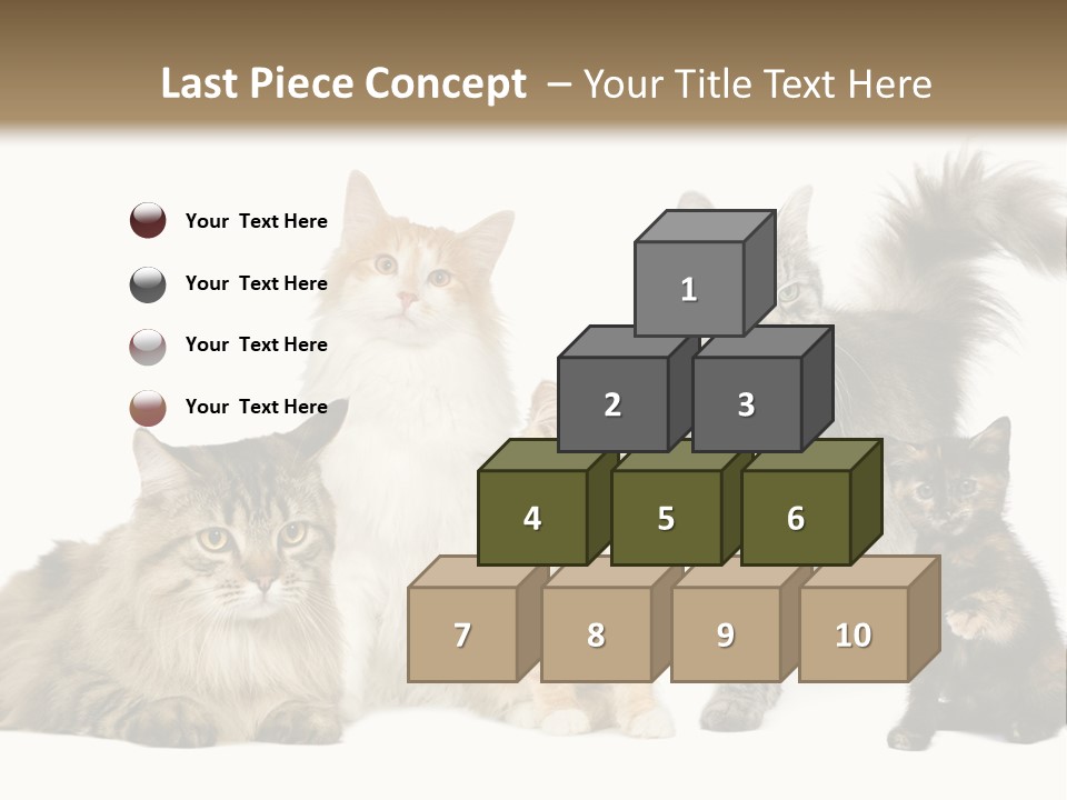 Group Of 5 Cats In A Row : Norwegian, Siberian And Persian Cat In A Row In Front Of A White Background PowerPoint Template