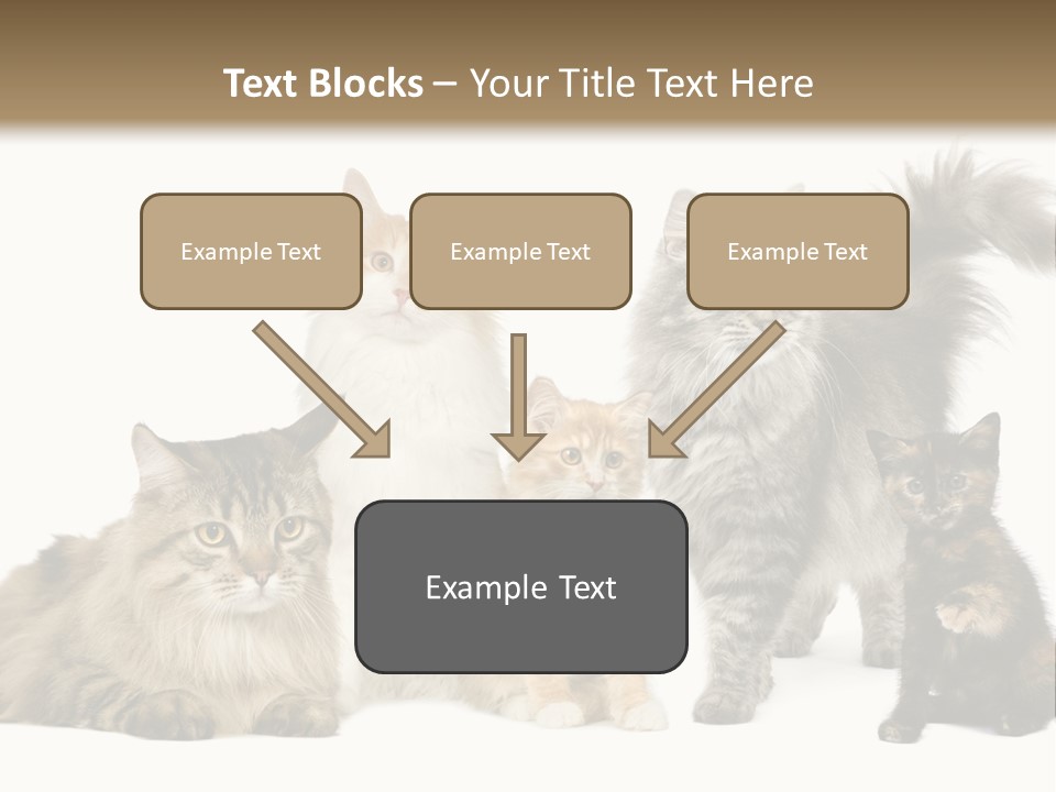 Group Of 5 Cats In A Row : Norwegian, Siberian And Persian Cat In A Row In Front Of A White Background PowerPoint Template