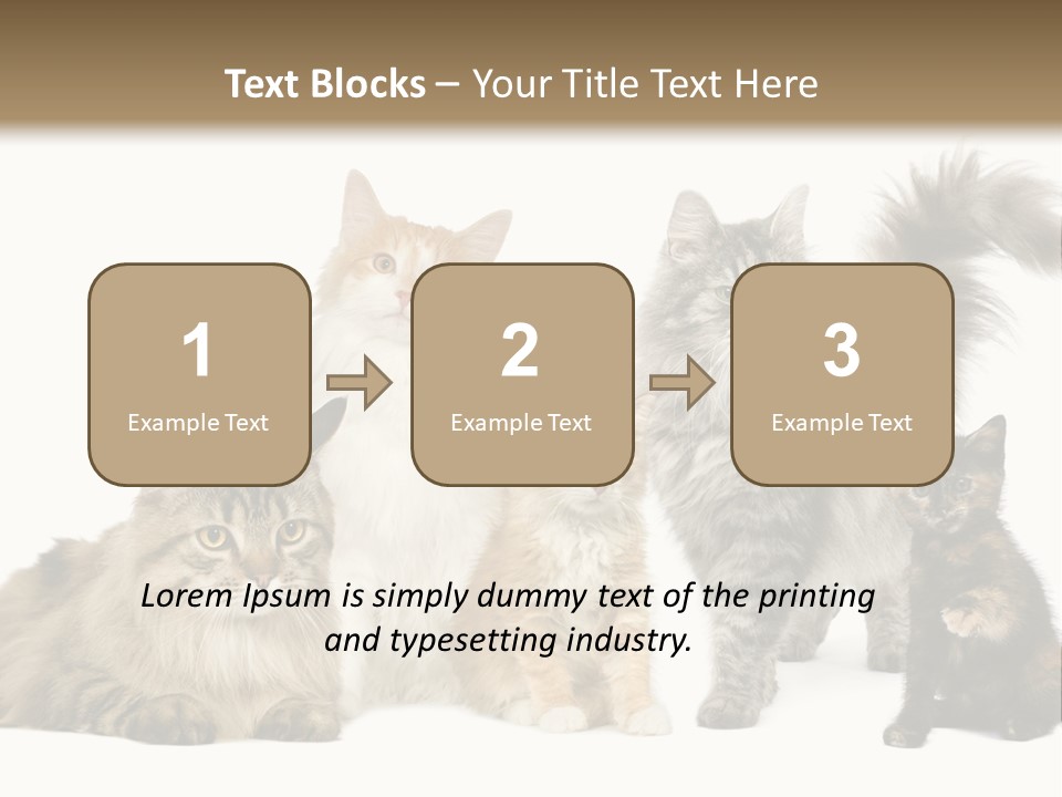 Group Of 5 Cats In A Row : Norwegian, Siberian And Persian Cat In A Row In Front Of A White Background PowerPoint Template