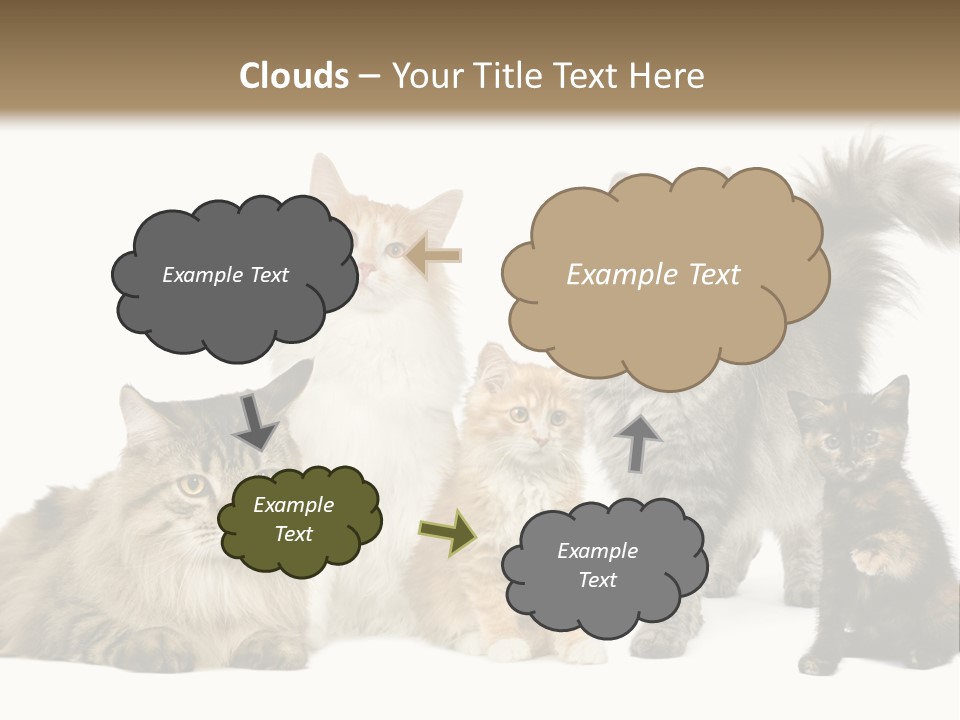 Group Of 5 Cats In A Row : Norwegian, Siberian And Persian Cat In A Row In Front Of A White Background PowerPoint Template