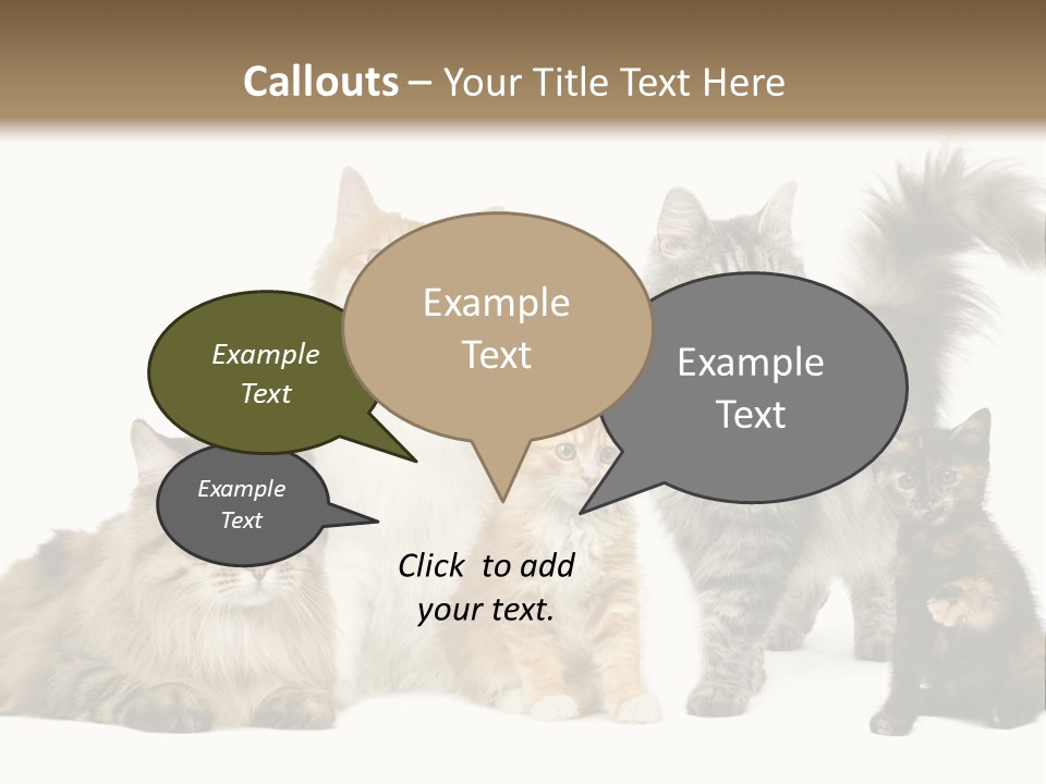 Group Of 5 Cats In A Row : Norwegian, Siberian And Persian Cat In A Row In Front Of A White Background PowerPoint Template