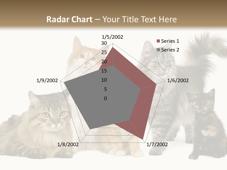 Group Of 5 Cats In A Row : Norwegian, Siberian And Persian Cat In A Row In Front Of A White Background PowerPoint Template