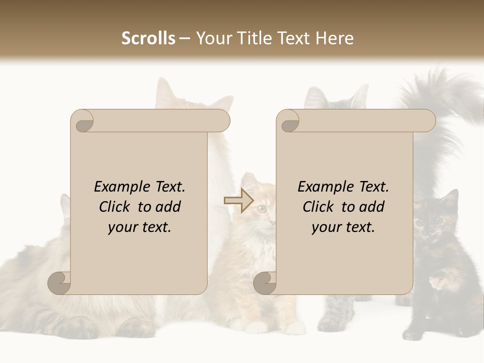 Group Of 5 Cats In A Row : Norwegian, Siberian And Persian Cat In A Row In Front Of A White Background PowerPoint Template