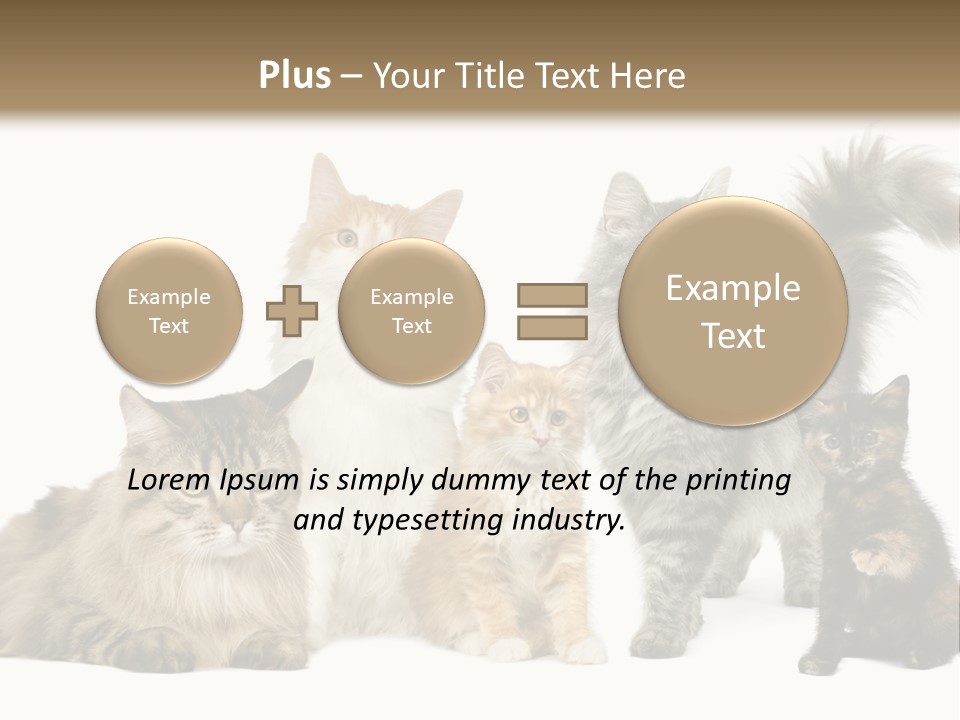 Group Of 5 Cats In A Row : Norwegian, Siberian And Persian Cat In A Row In Front Of A White Background PowerPoint Template