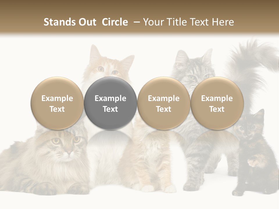 Group Of 5 Cats In A Row : Norwegian, Siberian And Persian Cat In A Row In Front Of A White Background PowerPoint Template