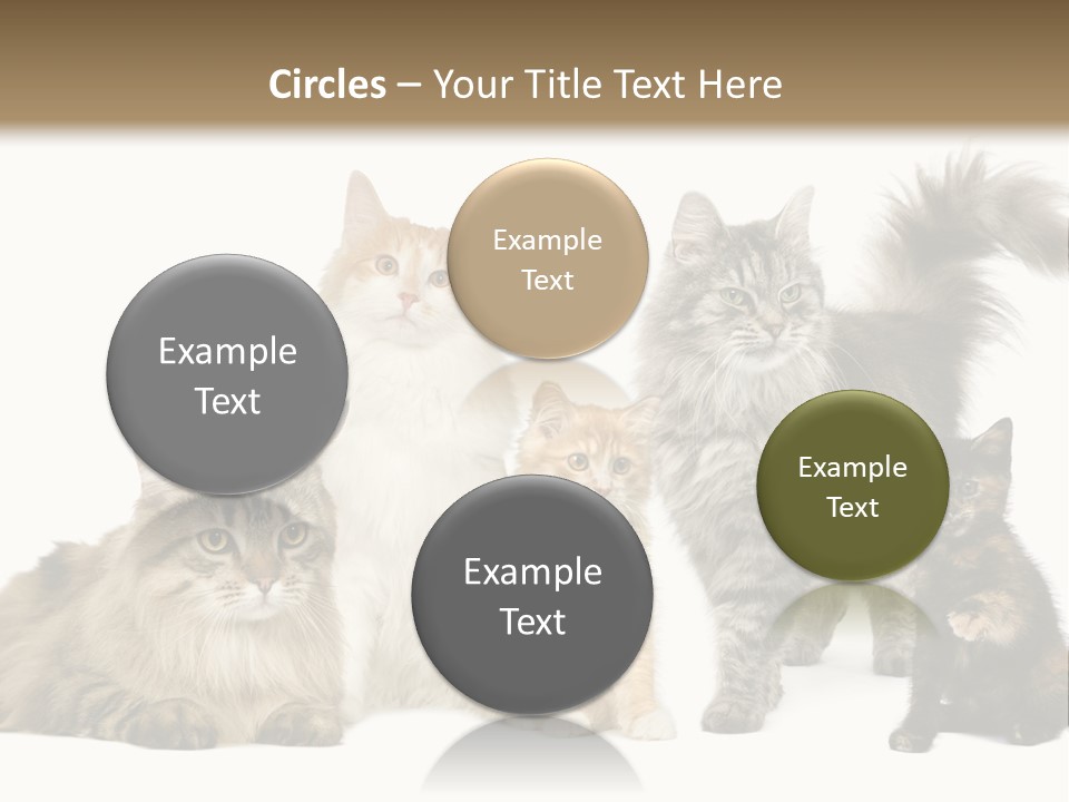 Group Of 5 Cats In A Row : Norwegian, Siberian And Persian Cat In A Row In Front Of A White Background PowerPoint Template