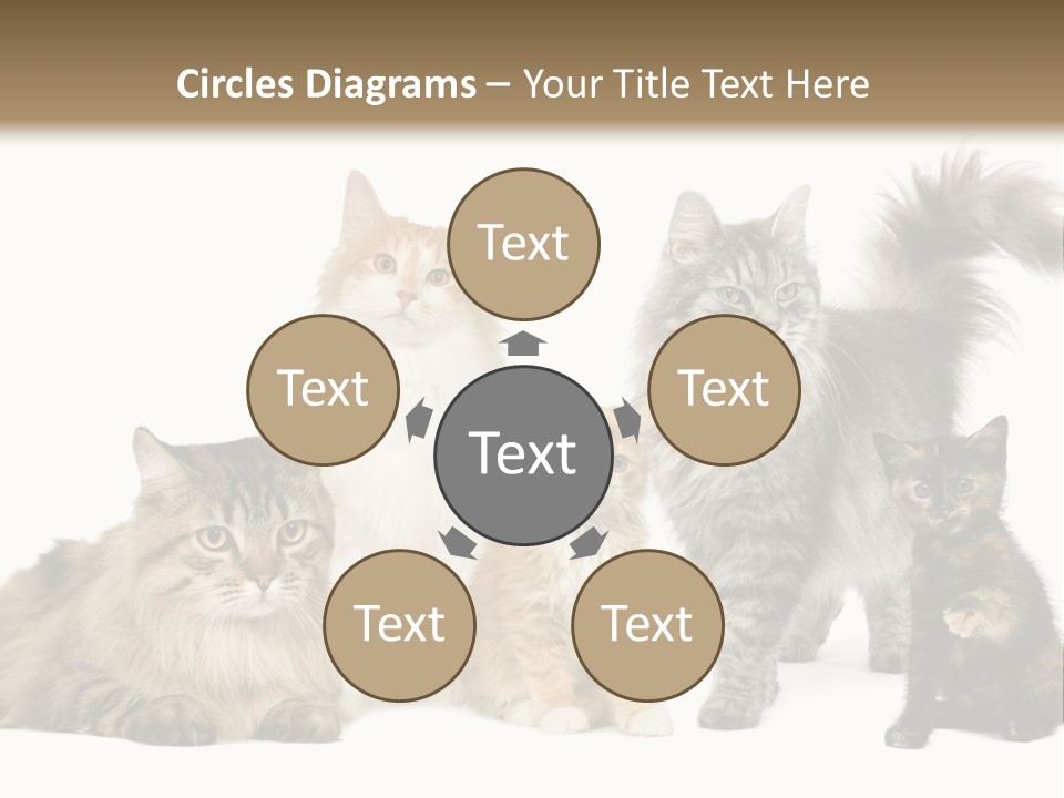 Group Of 5 Cats In A Row : Norwegian, Siberian And Persian Cat In A Row In Front Of A White Background PowerPoint Template