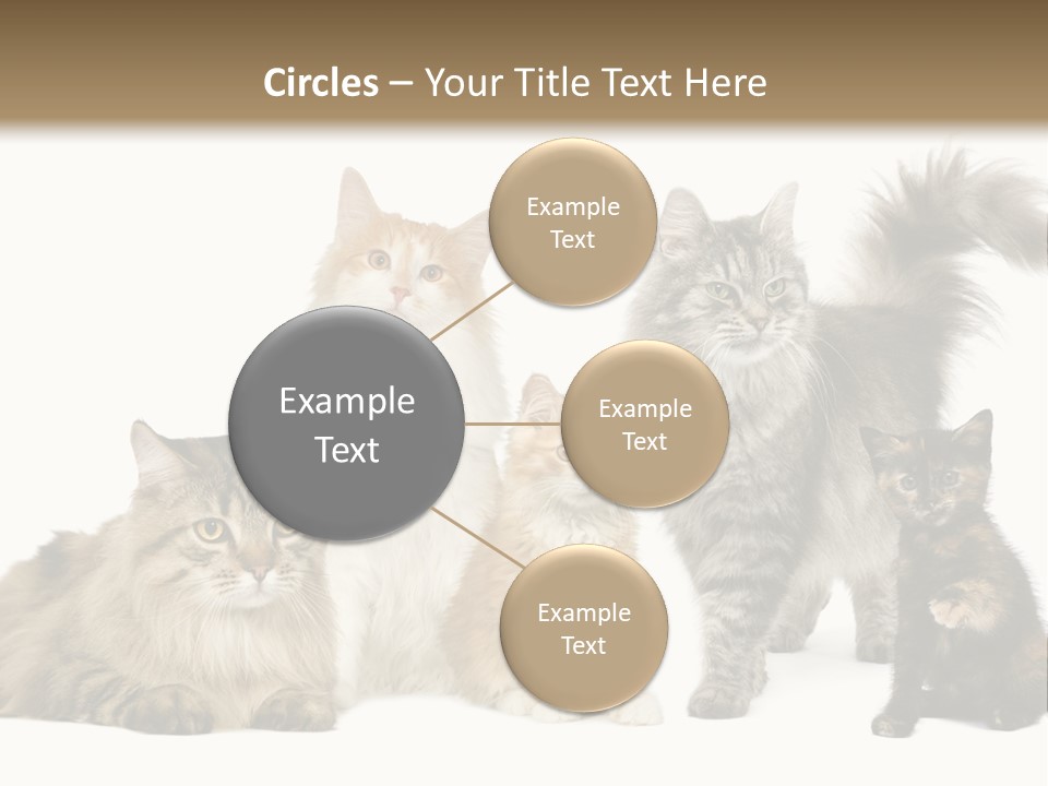 Group Of 5 Cats In A Row : Norwegian, Siberian And Persian Cat In A Row In Front Of A White Background PowerPoint Template