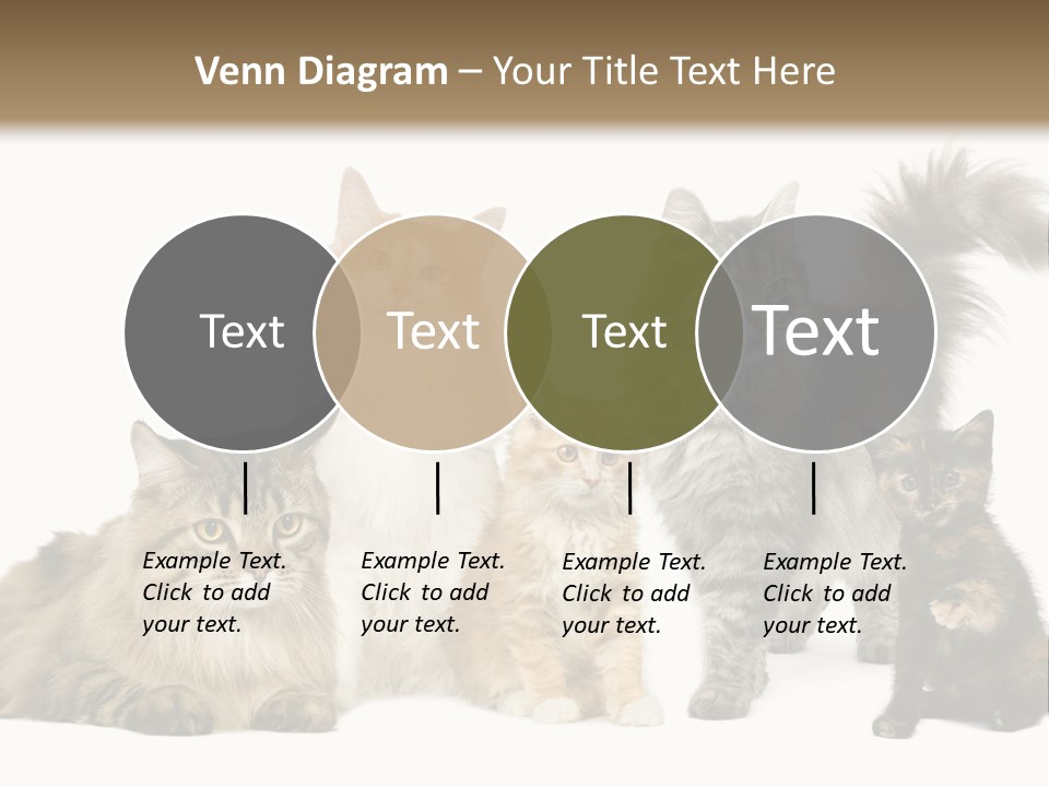 Group Of 5 Cats In A Row : Norwegian, Siberian And Persian Cat In A Row In Front Of A White Background PowerPoint Template