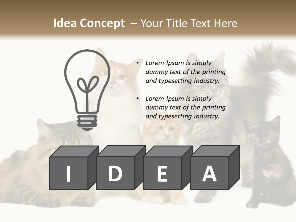 Group Of 5 Cats In A Row : Norwegian, Siberian And Persian Cat In A Row In Front Of A White Background PowerPoint Template