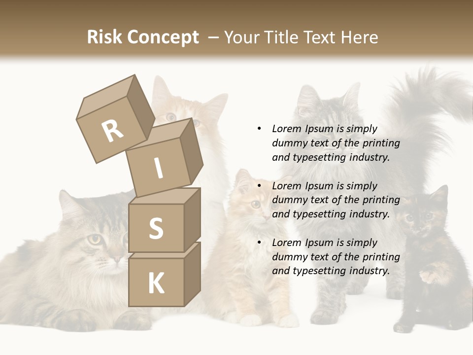 Group Of 5 Cats In A Row : Norwegian, Siberian And Persian Cat In A Row In Front Of A White Background PowerPoint Template