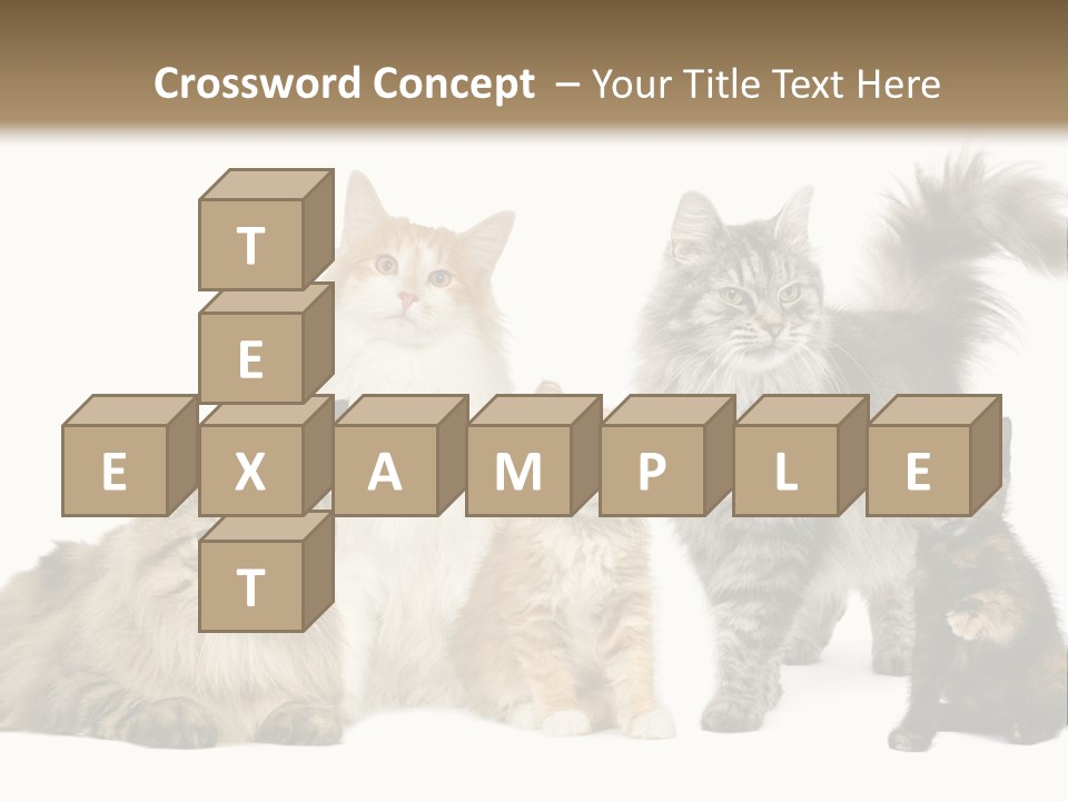 Group Of 5 Cats In A Row : Norwegian, Siberian And Persian Cat In A Row In Front Of A White Background PowerPoint Template