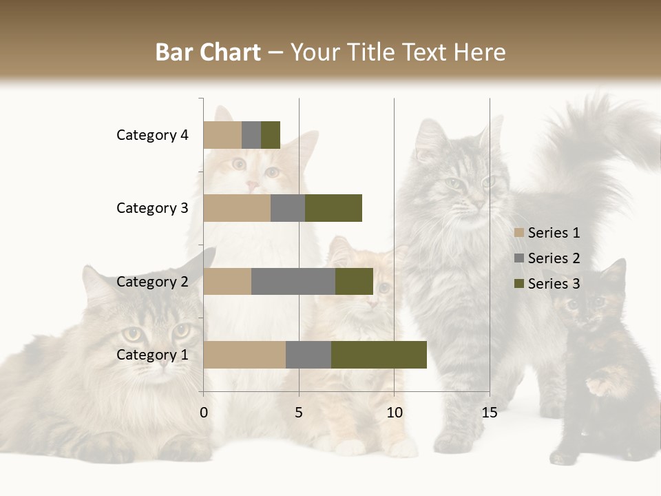 Group Of 5 Cats In A Row : Norwegian, Siberian And Persian Cat In A Row In Front Of A White Background PowerPoint Template