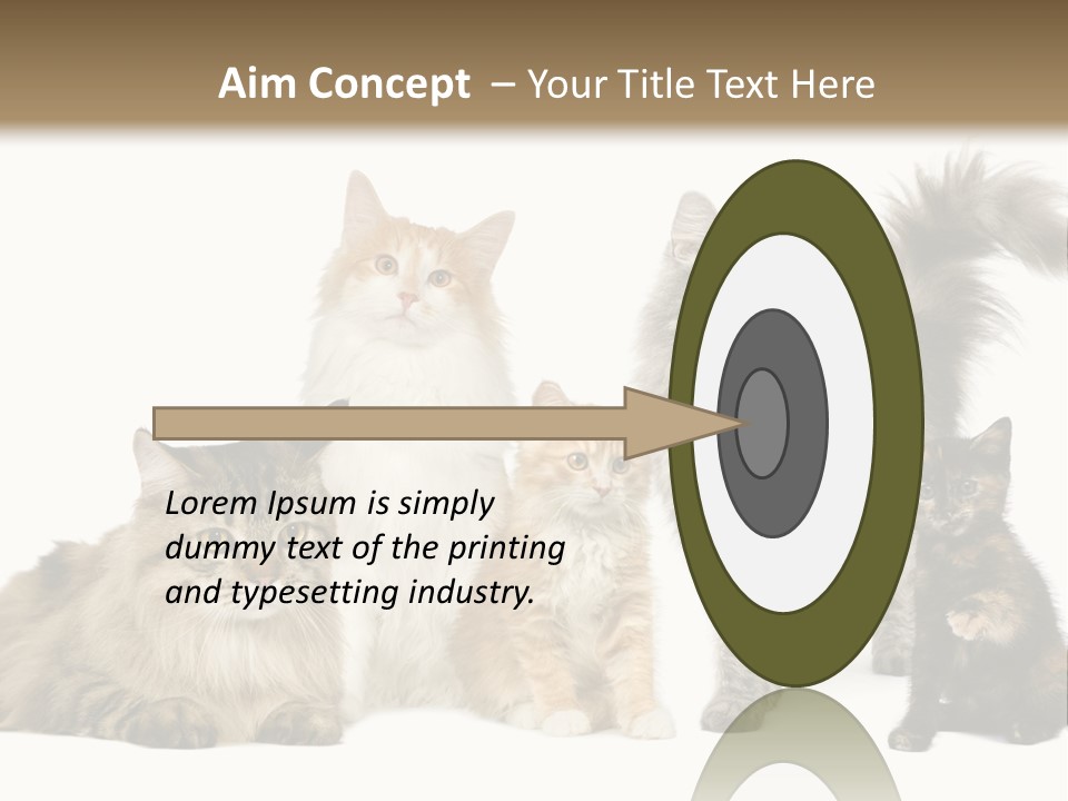 Group Of 5 Cats In A Row : Norwegian, Siberian And Persian Cat In A Row In Front Of A White Background PowerPoint Template