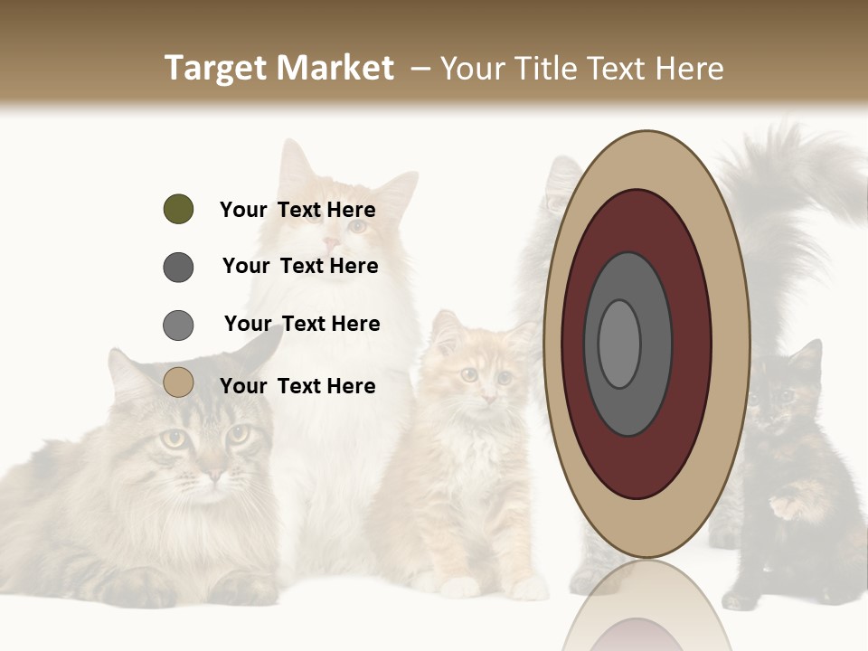 Group Of 5 Cats In A Row : Norwegian, Siberian And Persian Cat In A Row In Front Of A White Background PowerPoint Template