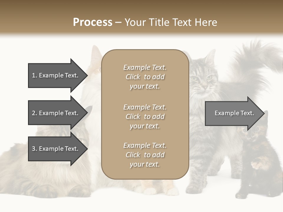 Group Of 5 Cats In A Row : Norwegian, Siberian And Persian Cat In A Row In Front Of A White Background PowerPoint Template