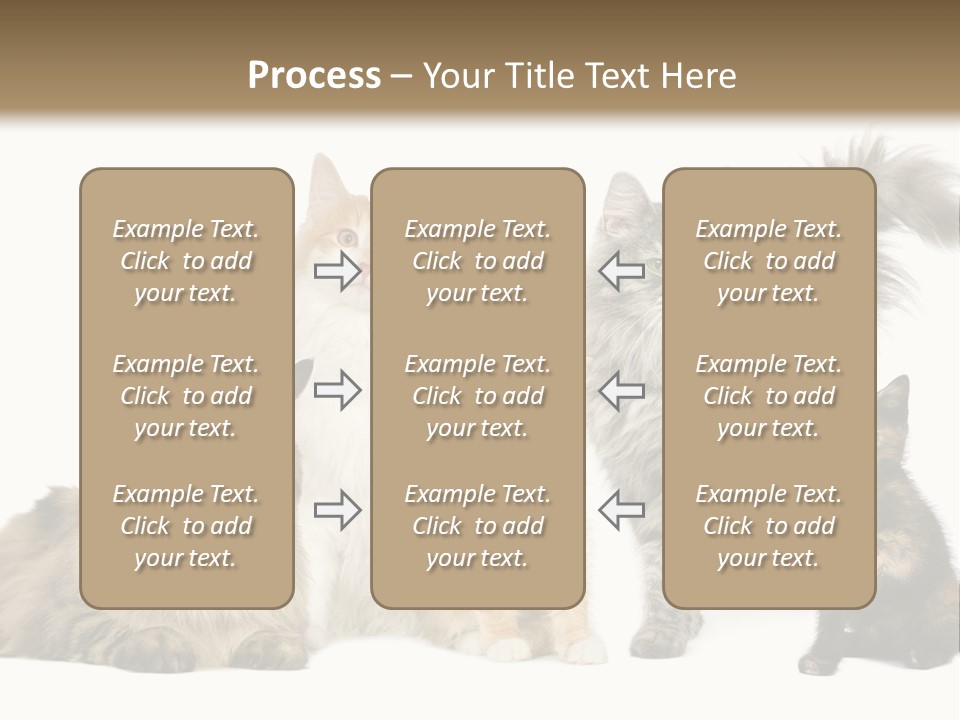 Group Of 5 Cats In A Row : Norwegian, Siberian And Persian Cat In A Row In Front Of A White Background PowerPoint Template