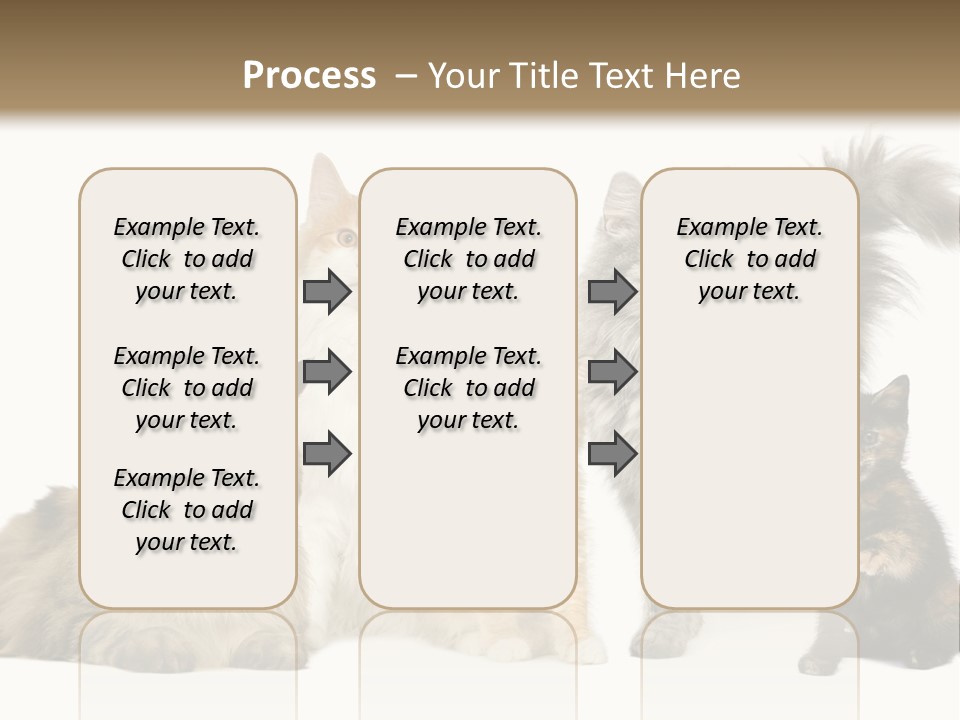 Group Of 5 Cats In A Row : Norwegian, Siberian And Persian Cat In A Row In Front Of A White Background PowerPoint Template