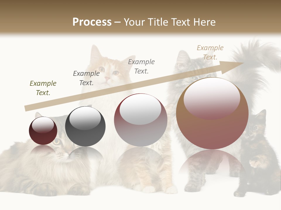 Group Of 5 Cats In A Row : Norwegian, Siberian And Persian Cat In A Row In Front Of A White Background PowerPoint Template