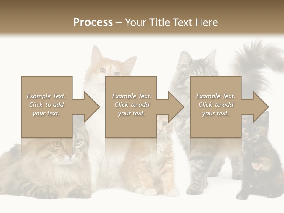 Group Of 5 Cats In A Row : Norwegian, Siberian And Persian Cat In A Row In Front Of A White Background PowerPoint Template