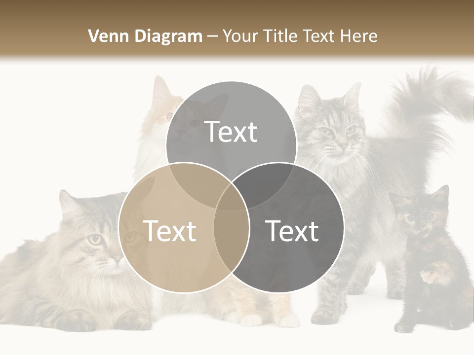 Group Of 5 Cats In A Row : Norwegian, Siberian And Persian Cat In A Row In Front Of A White Background PowerPoint Template