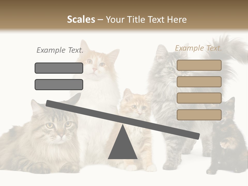 Group Of 5 Cats In A Row : Norwegian, Siberian And Persian Cat In A Row In Front Of A White Background PowerPoint Template