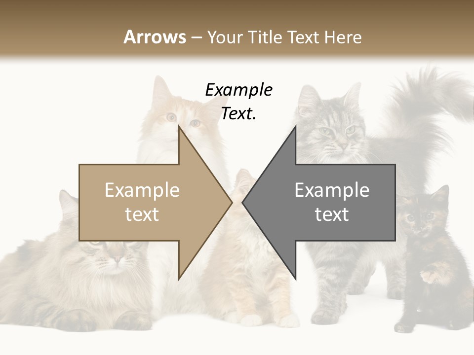 Group Of 5 Cats In A Row : Norwegian, Siberian And Persian Cat In A Row In Front Of A White Background PowerPoint Template