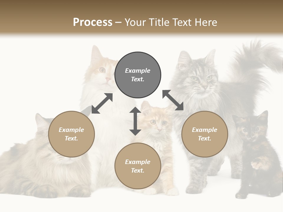 Group Of 5 Cats In A Row : Norwegian, Siberian And Persian Cat In A Row In Front Of A White Background PowerPoint Template