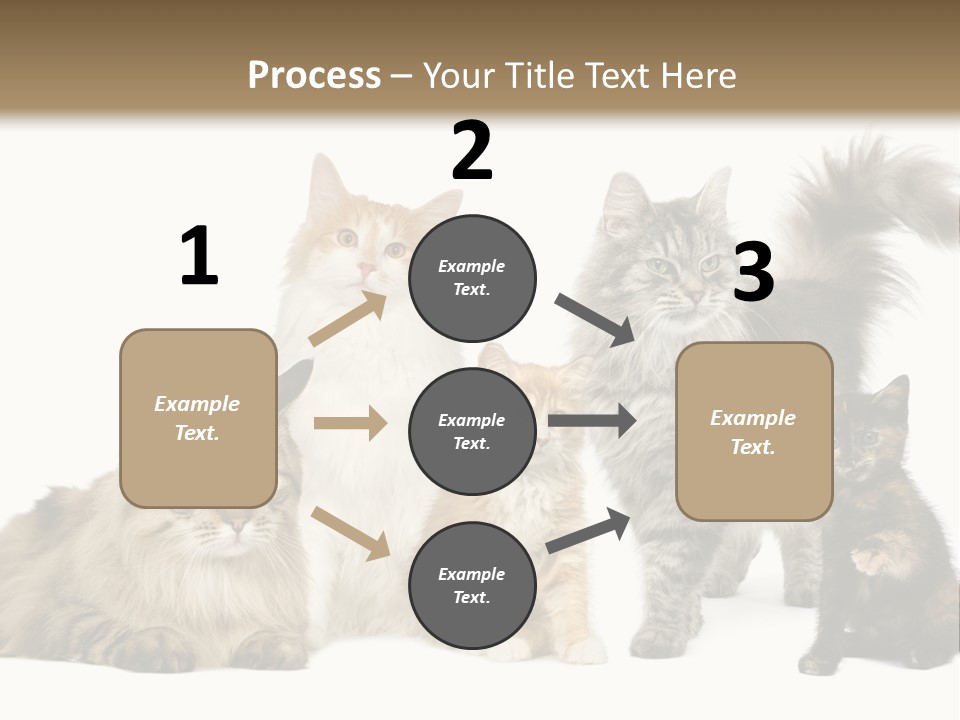 Group Of 5 Cats In A Row : Norwegian, Siberian And Persian Cat In A Row In Front Of A White Background PowerPoint Template