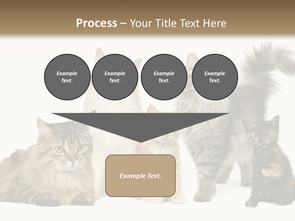 Group Of 5 Cats In A Row : Norwegian, Siberian And Persian Cat In A Row In Front Of A White Background PowerPoint Template